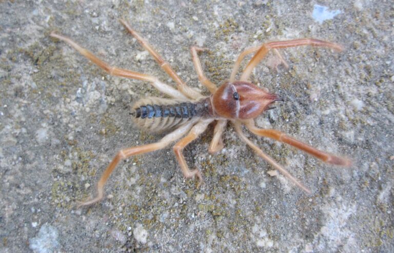 file:Пајак (camel spider) с. Мажучиште (1).jpg Camel Spider
