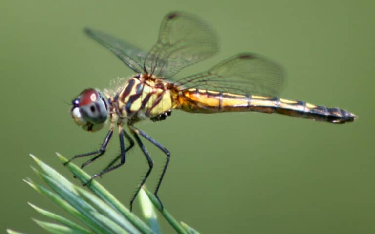 dragonfly ran 384