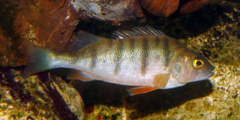 perca fluviatilis wilhelma 01 perca fluviatilis wilhelma 01