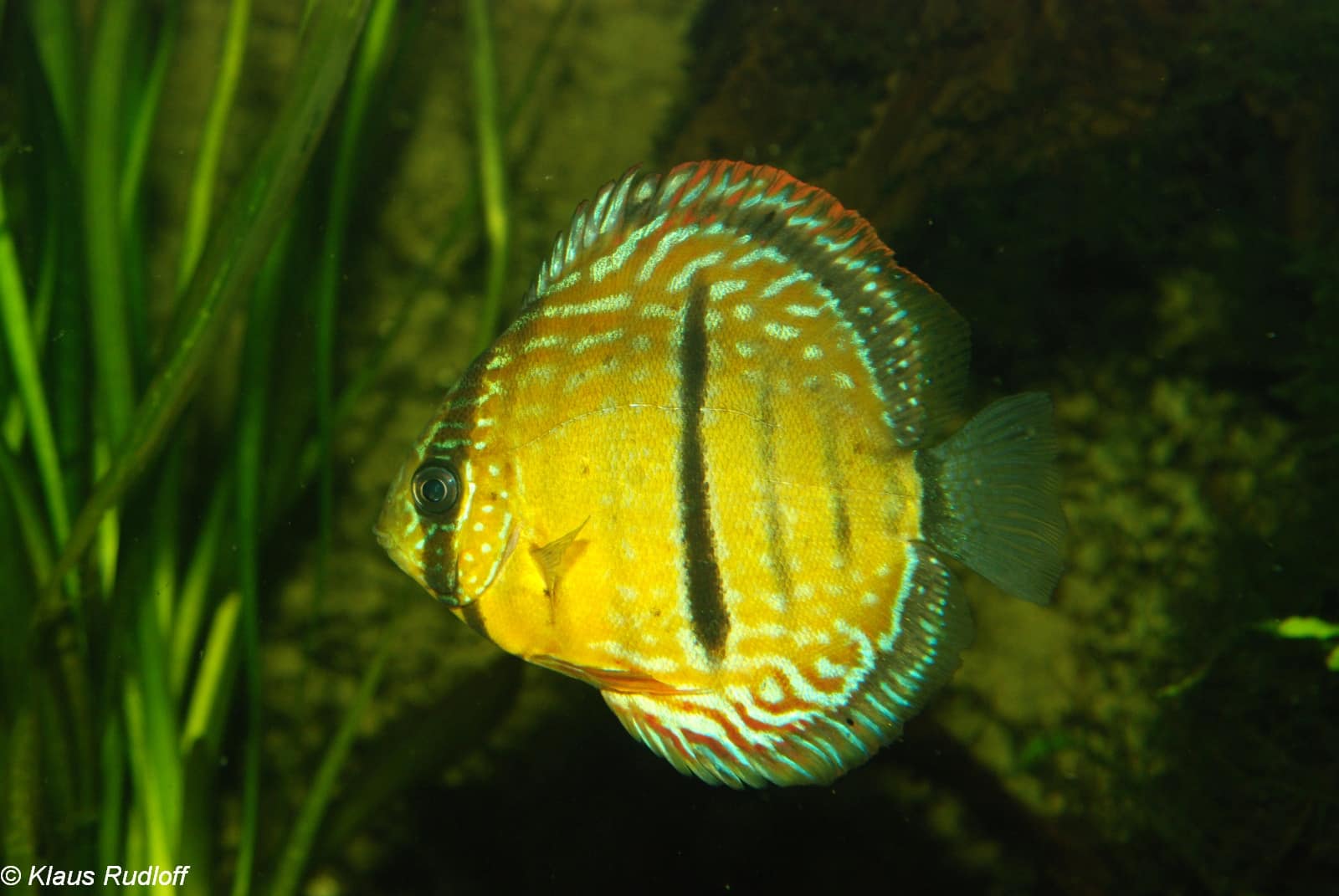 symphysodon haraldi symphysodon haraldi