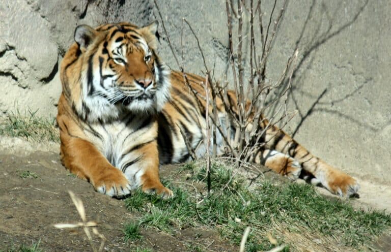 malayantiger pantheratigrisjackson2i