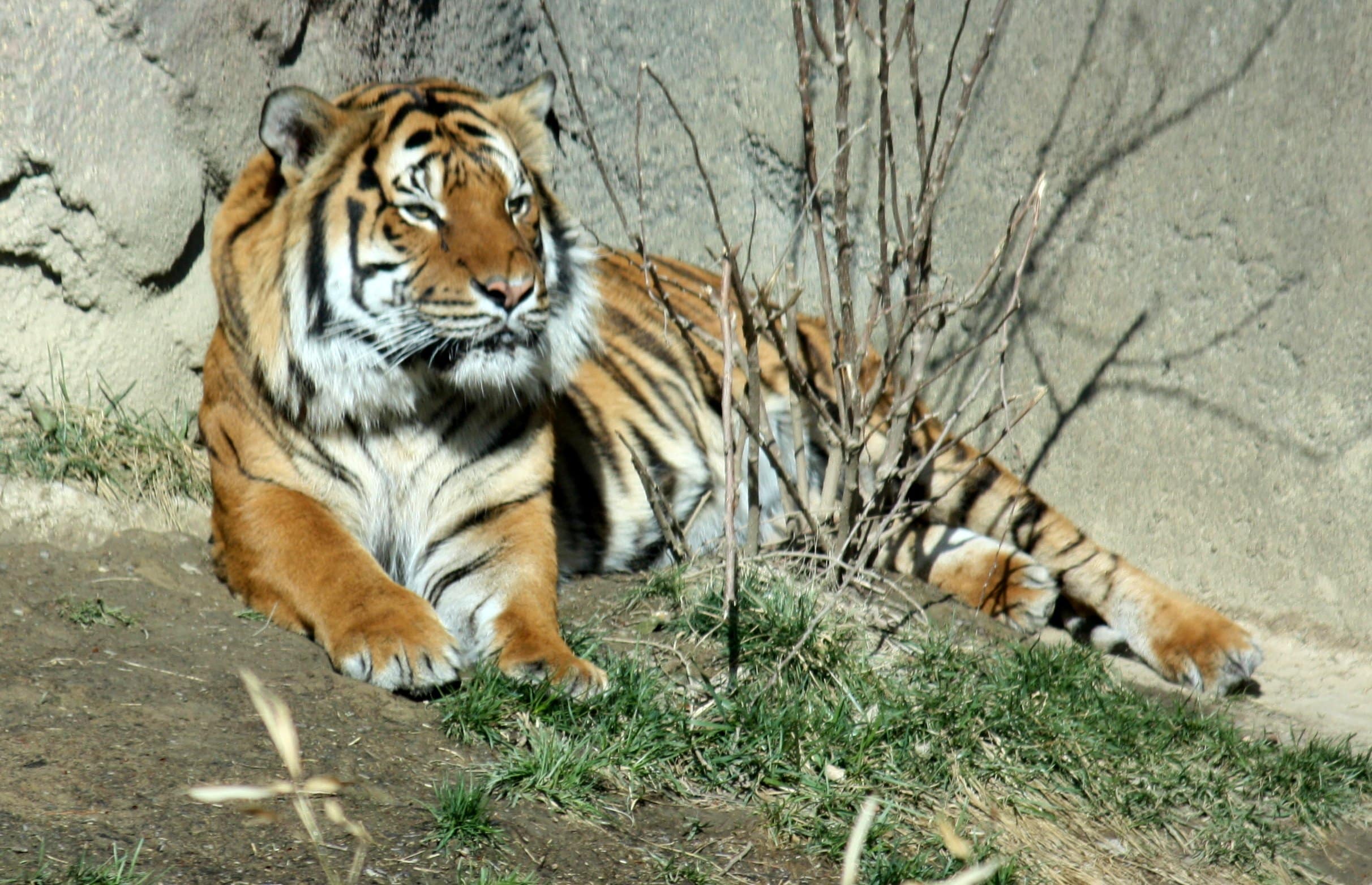 malayantiger pantheratigrisjackson2i