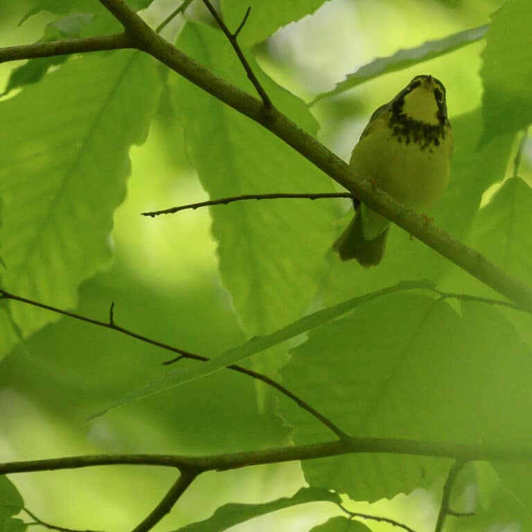 canada warbler may count howard county bird club 5.11.24 dsc 0483 canada warbler may count howard county bird club 5.11.24 dsc 0483