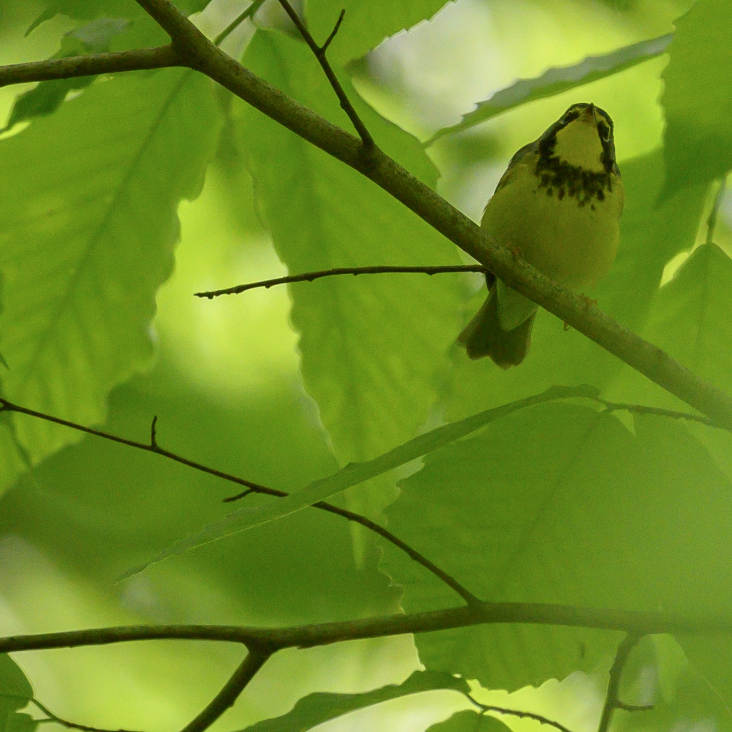canada warbler may count howard county bird club 5.11.24 dsc 0483 canada warbler may count howard county bird club 5.11.24 dsc 0483