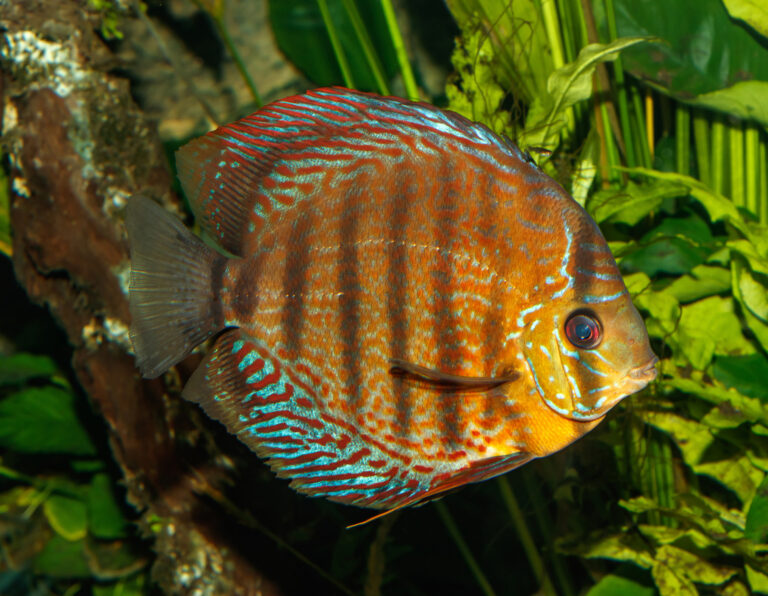 symphysodon aequifasciatus karlsruhe zoo 01 symphysodon aequifasciatus karlsruhe zoo 01