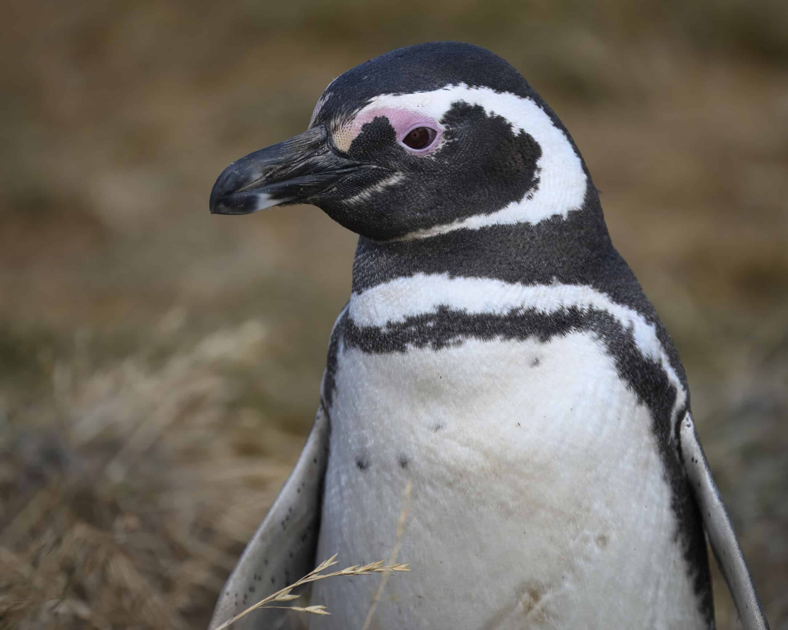 magellanic penguin magdalena island boat trip 1.19.25 dsc 2023 topaz rawdenoise magellanic penguin magdalena island boat trip 1.19.25 dsc 2023 topaz rawdenoise