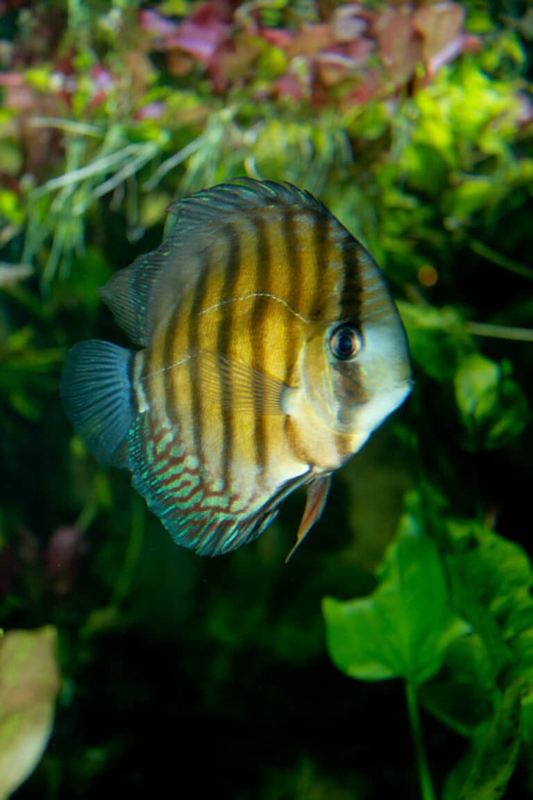 brown discus symphysodon aequifasciatus brown discus symphysodon aequifasciatus