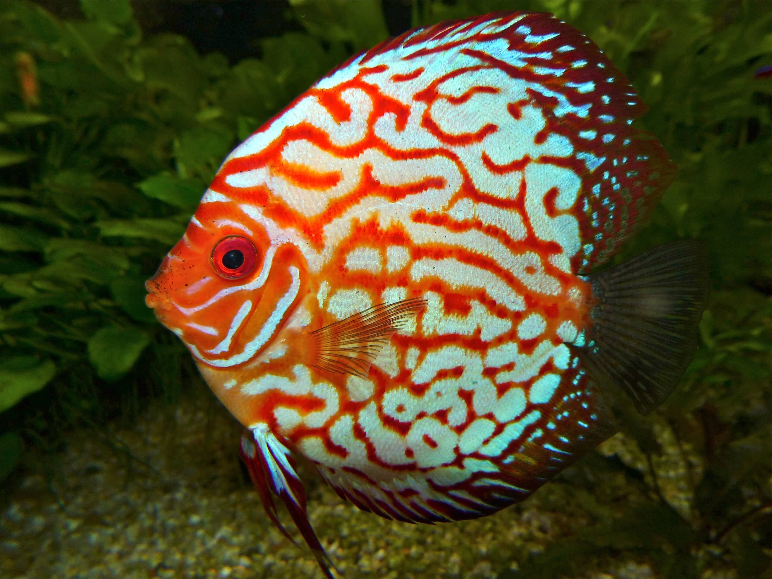 discus (symphysodon aequifasciatus) red hybrid (13533123013) discus (symphysodon aequifasciatus) red hybrid (13533123013)