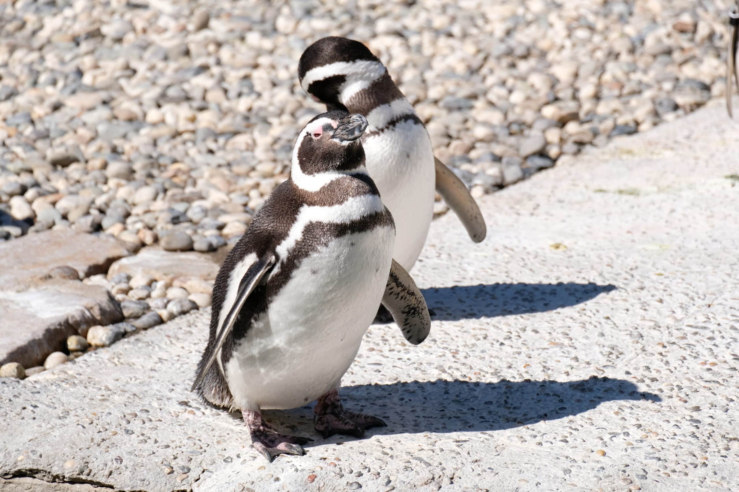 san francisco zoo spheniscus magellanicus march 2018 (0934) san francisco zoo spheniscus magellanicus march 2018 (0934)
