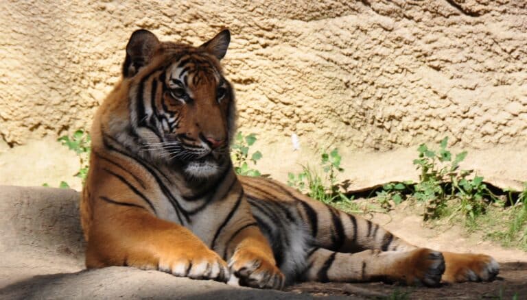 malayan tiger (4684304459)