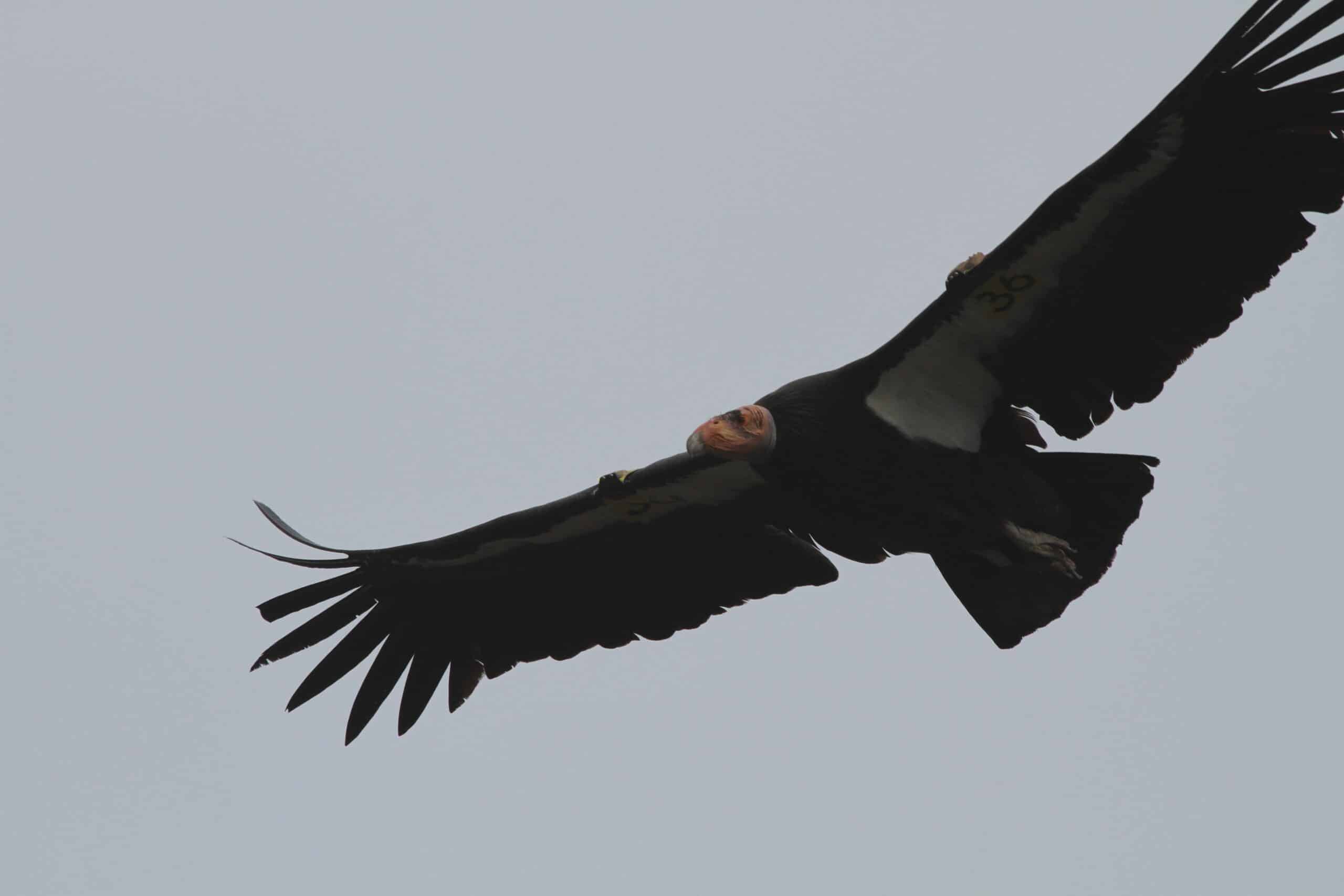 california condor flickr gregthebusker (1)
