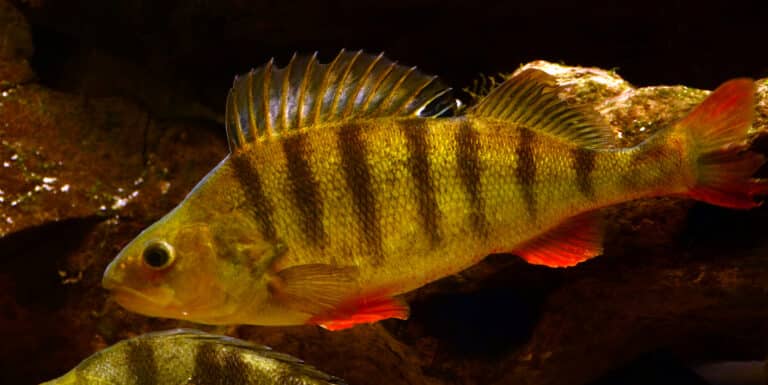 perca fluviatilis aquarium liège 30012016 1 perca fluviatilis aquarium liège 30012016 1