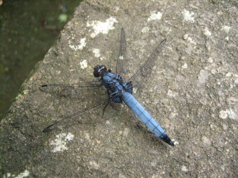 blue dragonfly kamakura japan