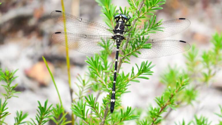 black n white dragonfly dorsal (16072454739)