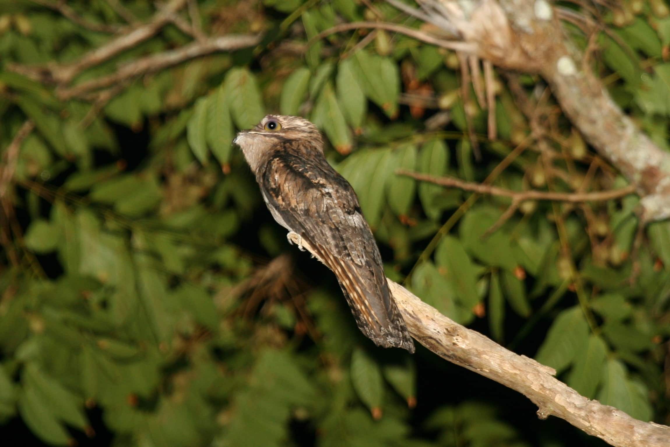 Northern Potoo