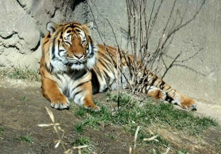 malayantiger pantheratigrisjacksoni