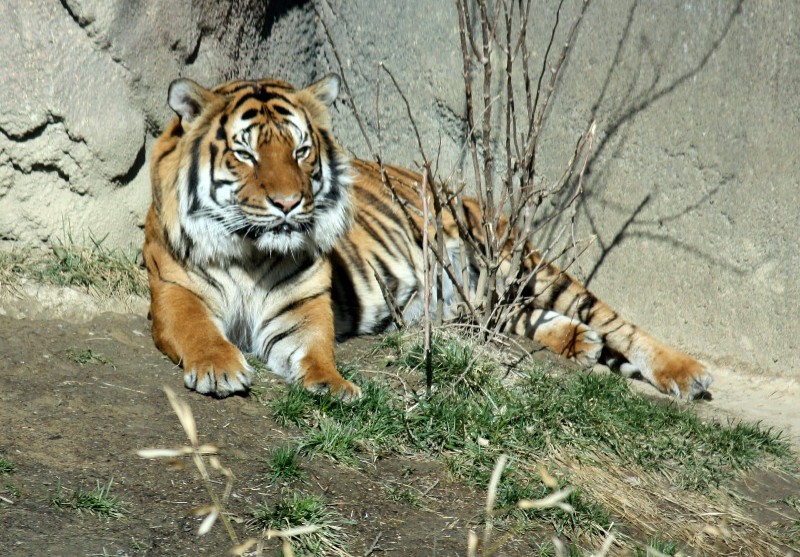 malayantiger pantheratigrisjacksoni