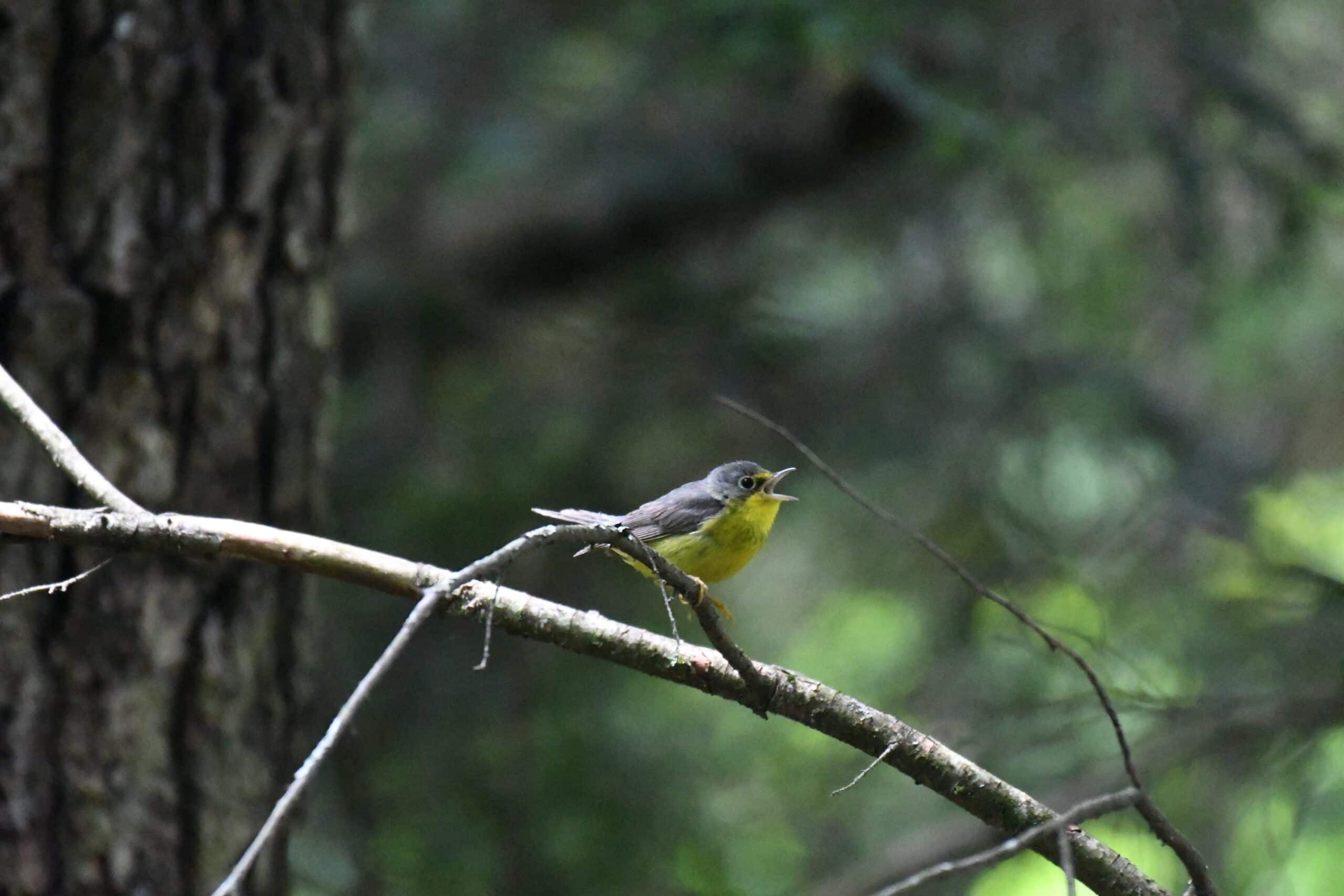 canada warbler new germany state park dsc 0903 canada warbler new germany state park dsc 0903