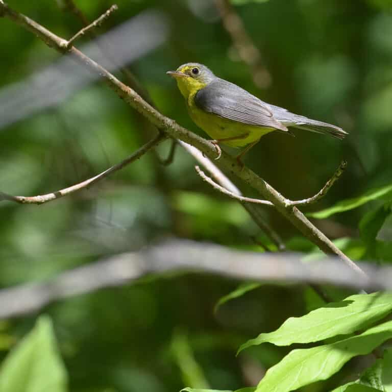 canada warbler new germany 5.26.24 dsc 6905 topaz denoiseraw sharpen canada warbler new germany 5.26.24 dsc 6905 topaz denoiseraw sharpen