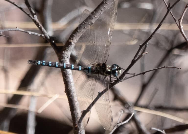 persephone’s darner dragonfly upper huachuca canyon sierra vista az 2018 11 07 11 35 50 (45730705162) (cropped)