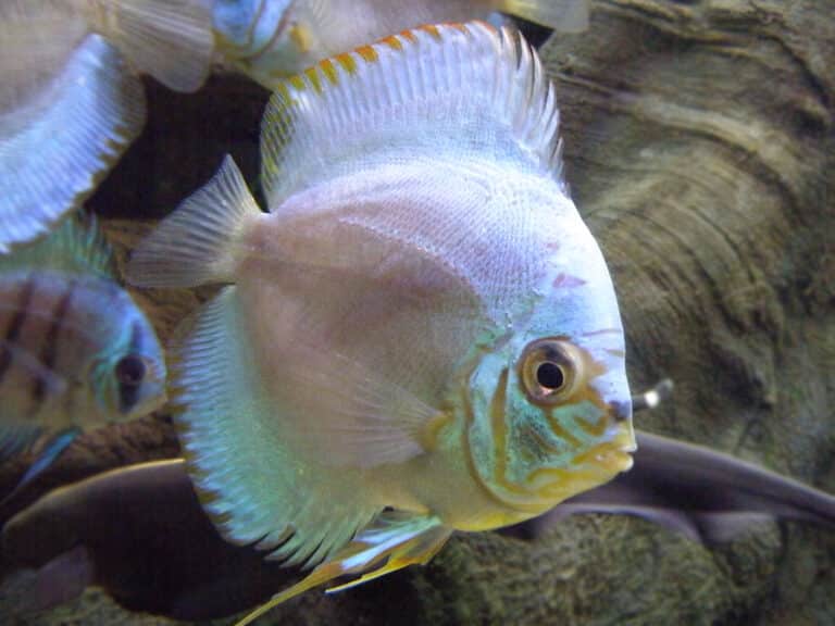paletka barwna symphysodon aequifasciatus (1) paletka barwna symphysodon aequifasciatus (1)