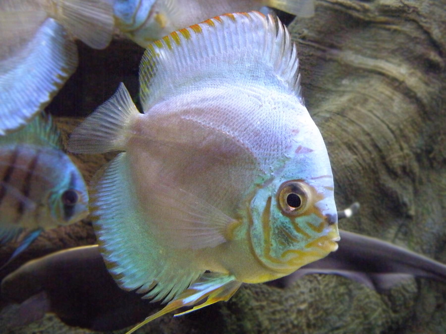 paletka barwna symphysodon aequifasciatus (1) paletka barwna symphysodon aequifasciatus (1)