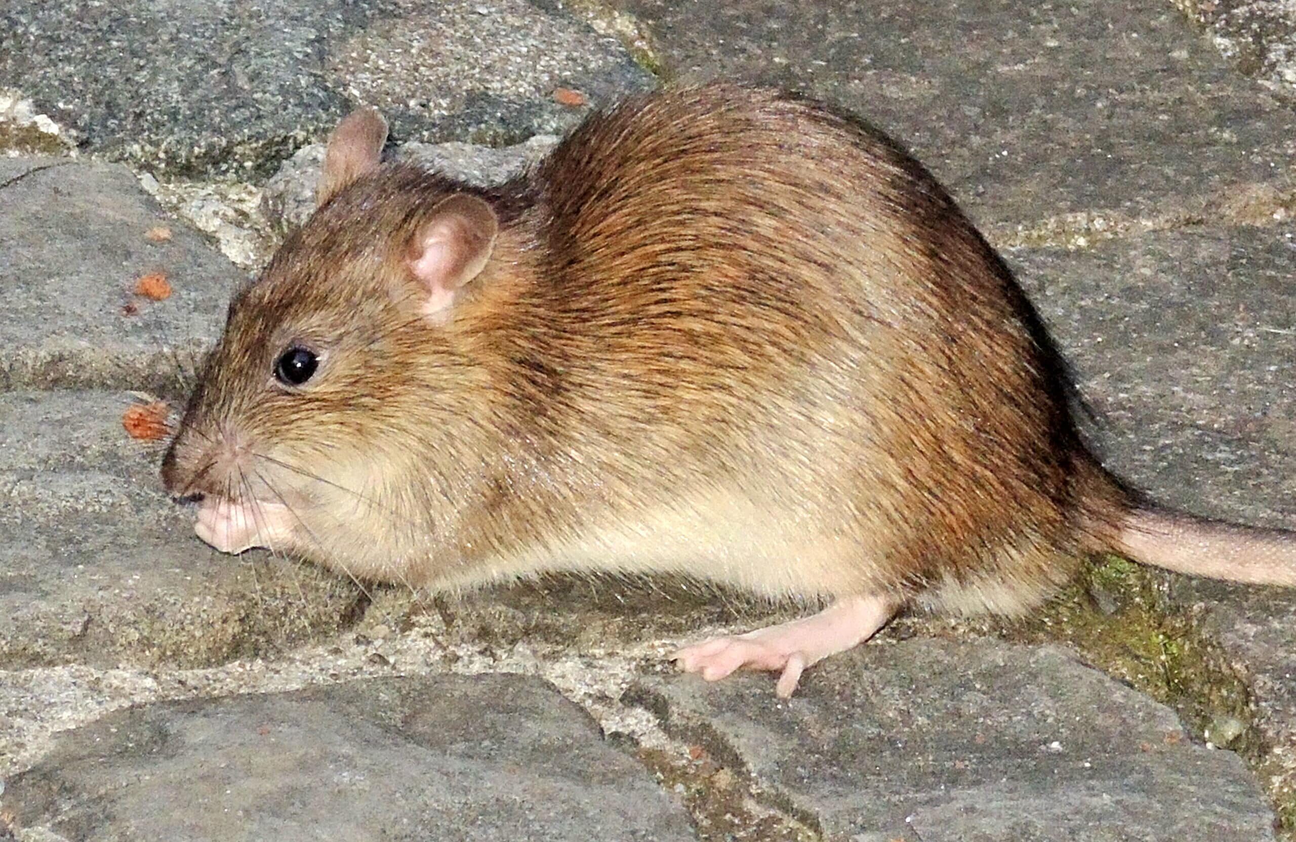 Norway Rat