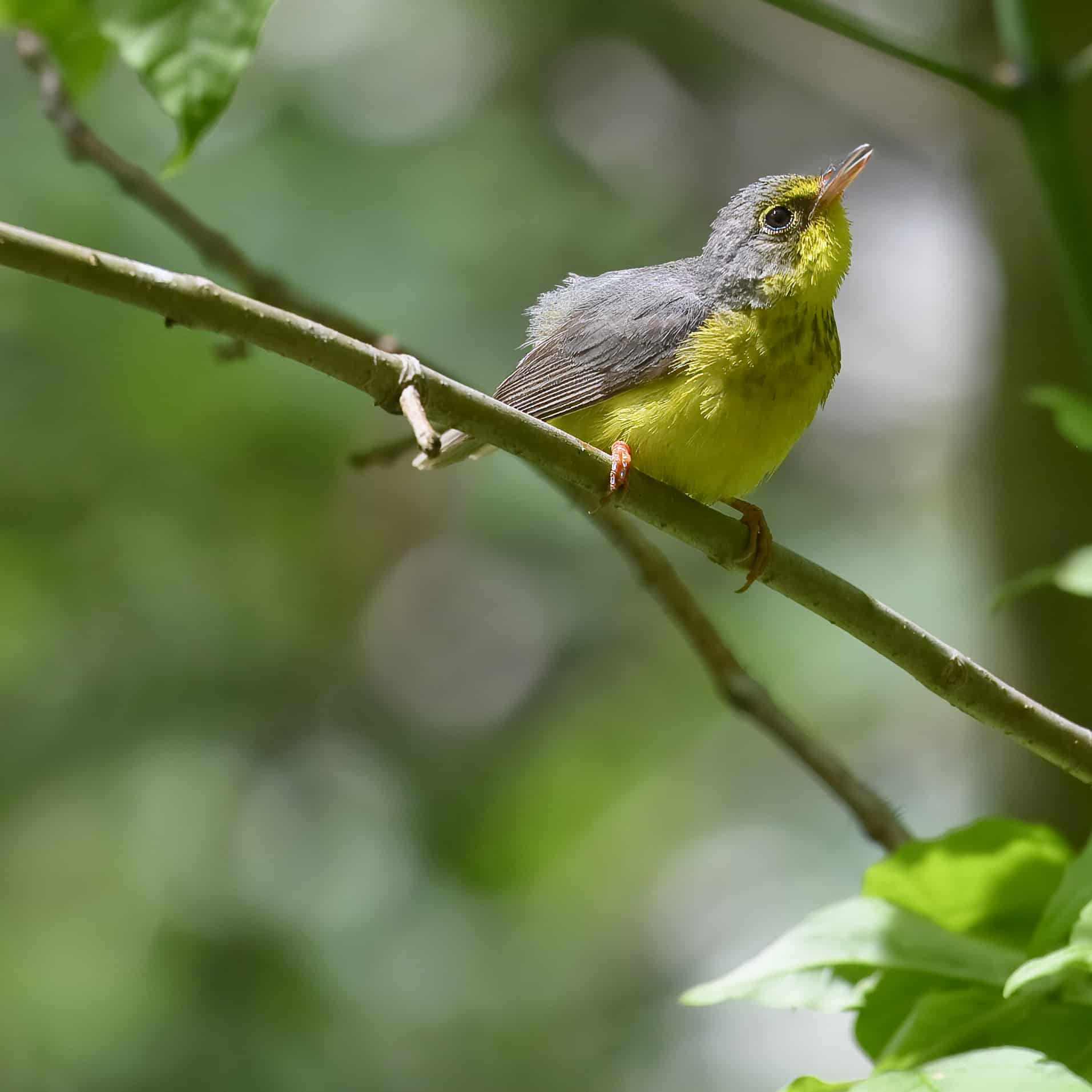 canada warbler new germany 5.26.24 dsc 7514 topaz denoiseraw sharpen canada warbler new germany 5.26.24 dsc 7514 topaz denoiseraw sharpen
