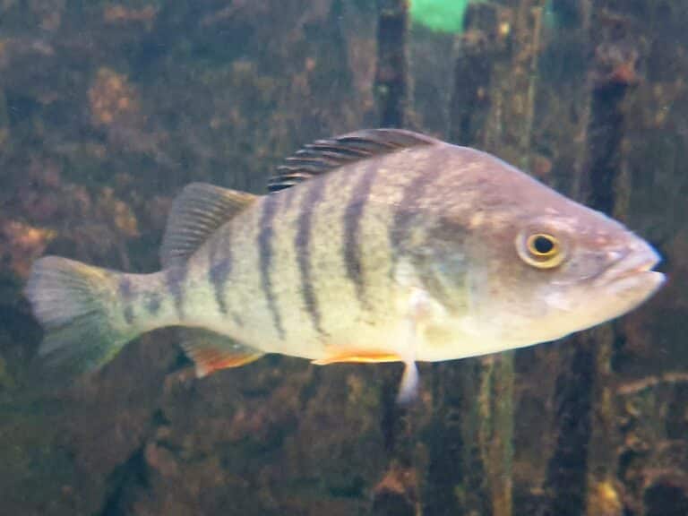 hal perca fluviatilis 4 hal perca fluviatilis 4