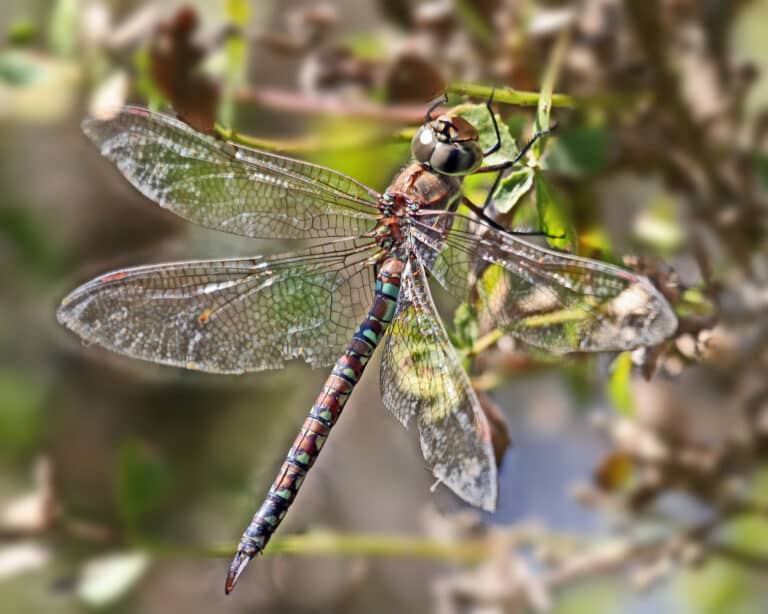 dragonfly 9 13 05 morro bay, ca cce2 dragonfly 3829 9 13 05 20×16