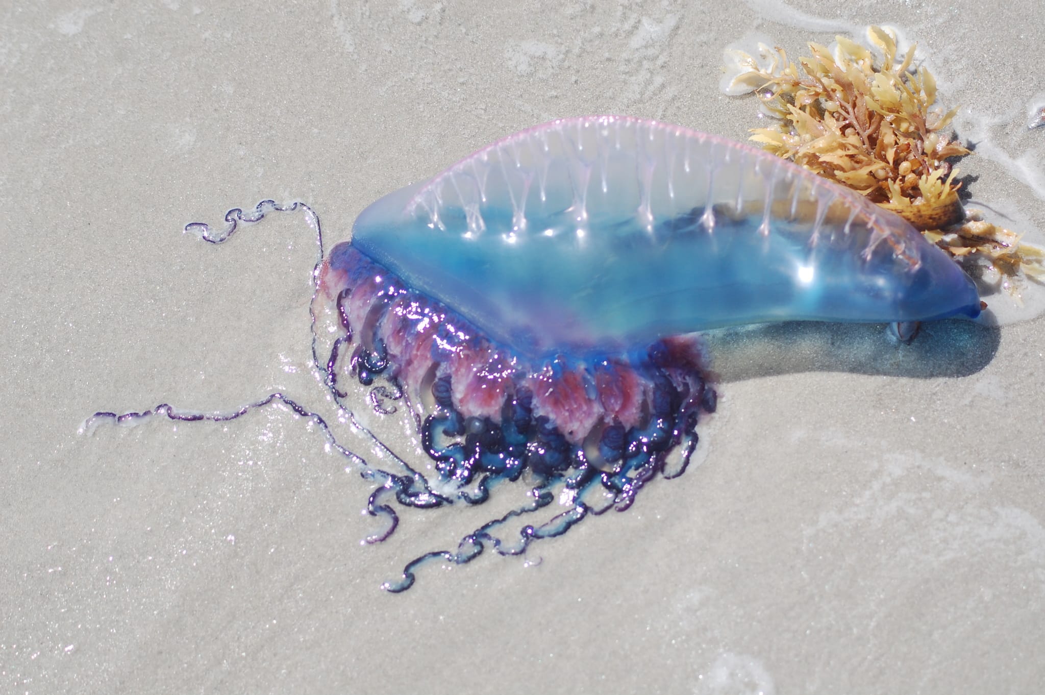 physalia physalis 182283768 physalia physalis 182283768