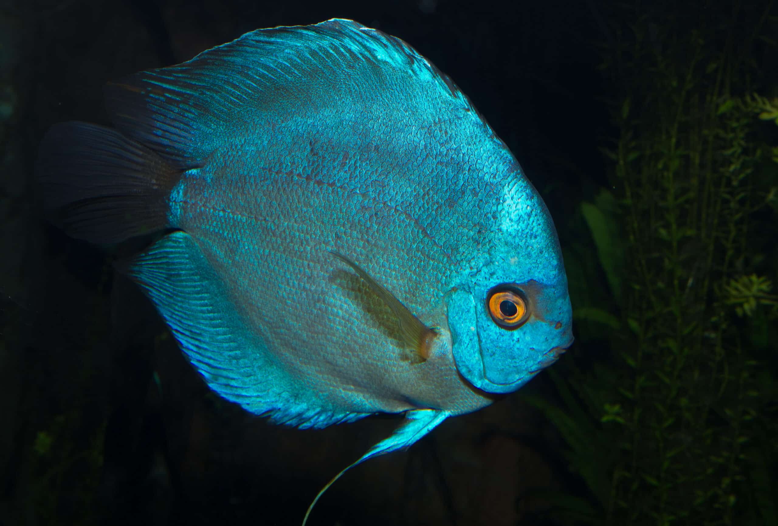 blue discus fish symphysodon aequifasciatus blue discus fish symphysodon aequifasciatus