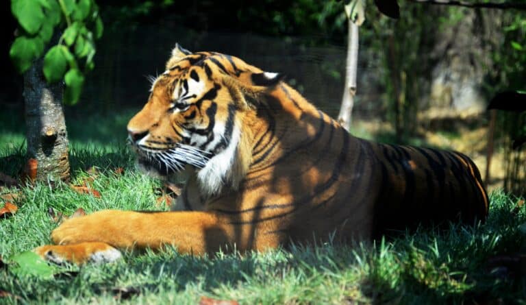 malayan tiger (7476161714)