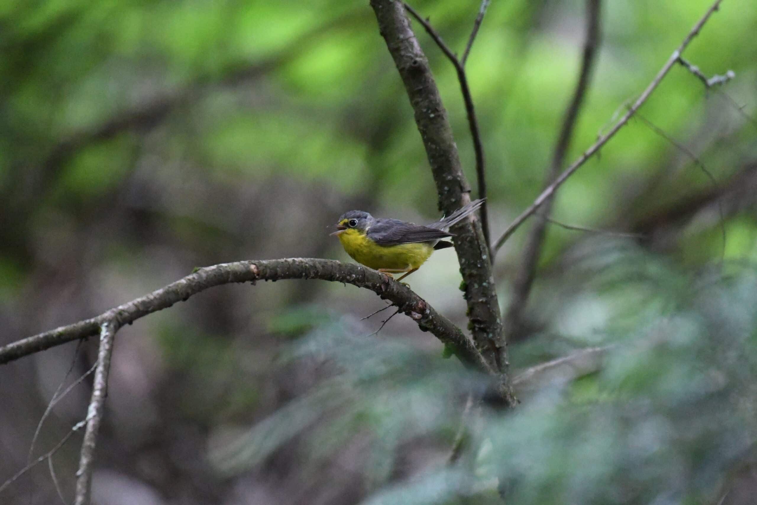 canada warbler new germany state park dsc 0910 canada warbler new germany state park dsc 0910