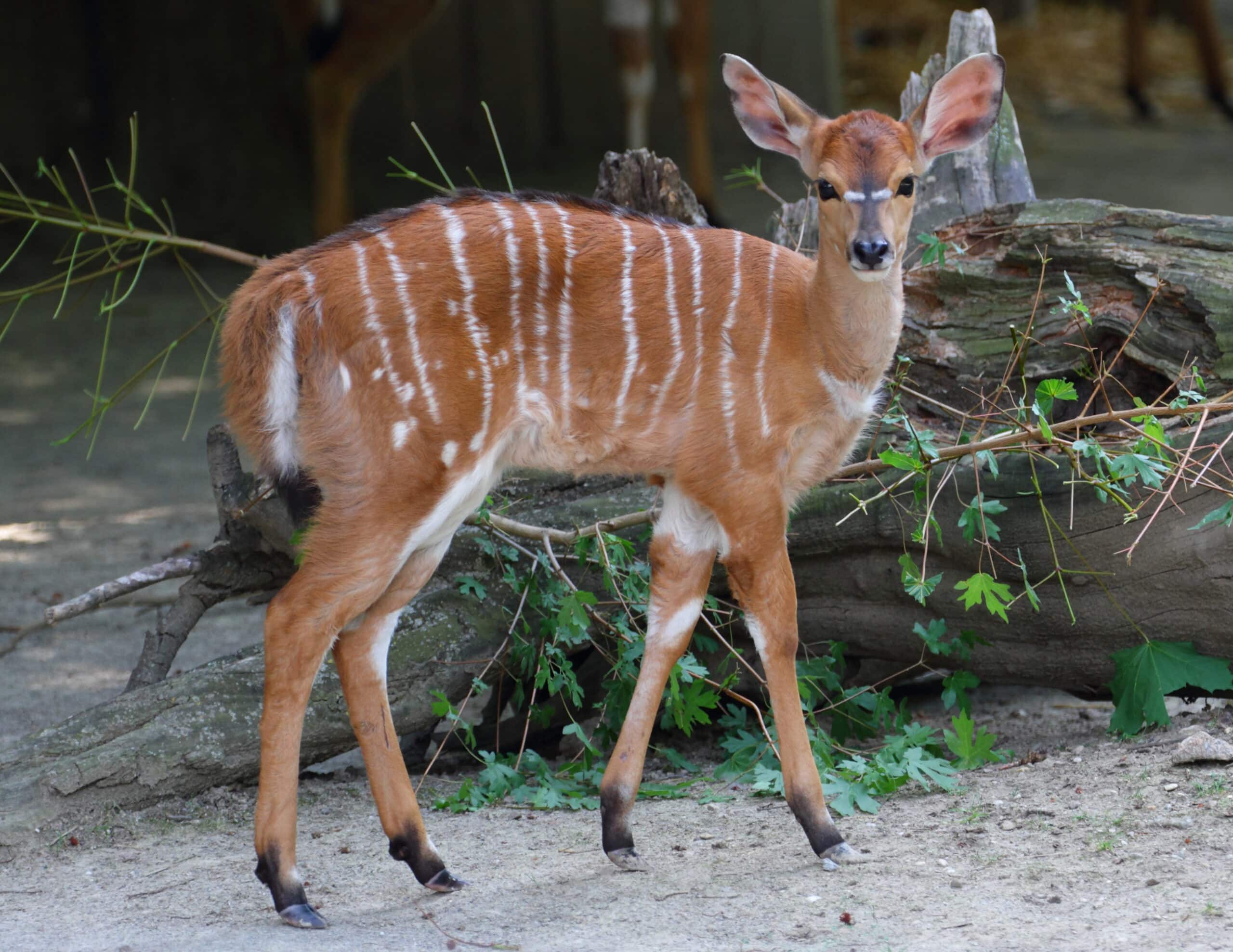 Nyala