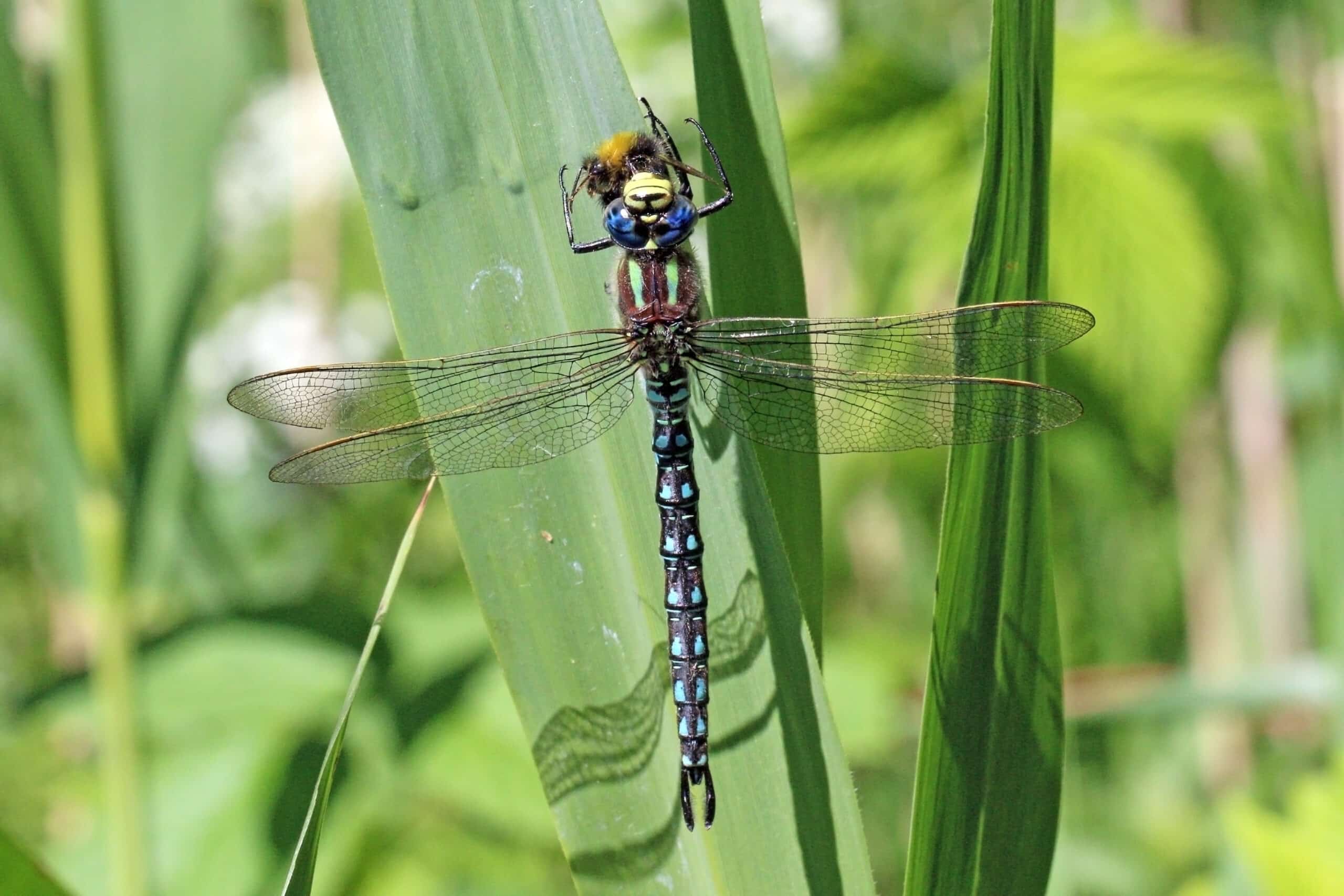 hairy dragonfly (brachytron pratense) male eating bee