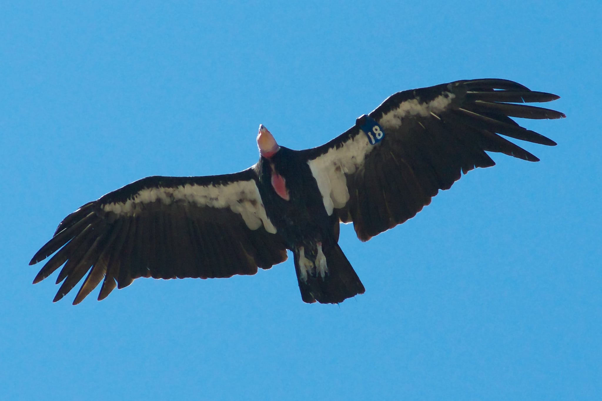 california condor pinnacles nm 2