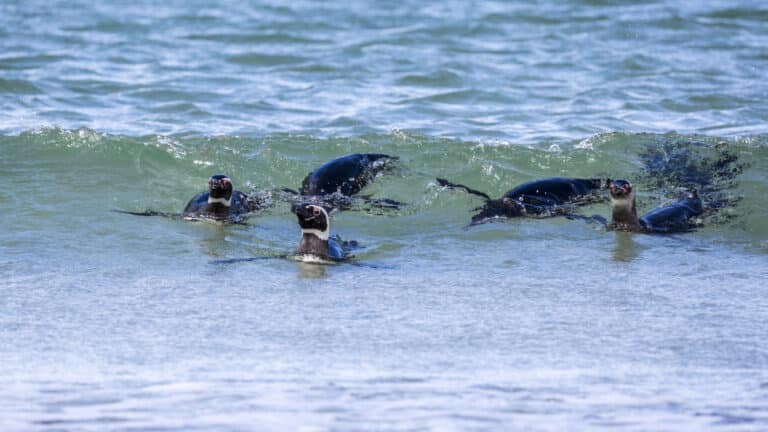 fal 2017 saunders island, falkland islands magellanic penguins (spheniscus magellanicus) 05 fal 2017 saunders island, falkland islands magellanic penguins (spheniscus magellanicus) 05