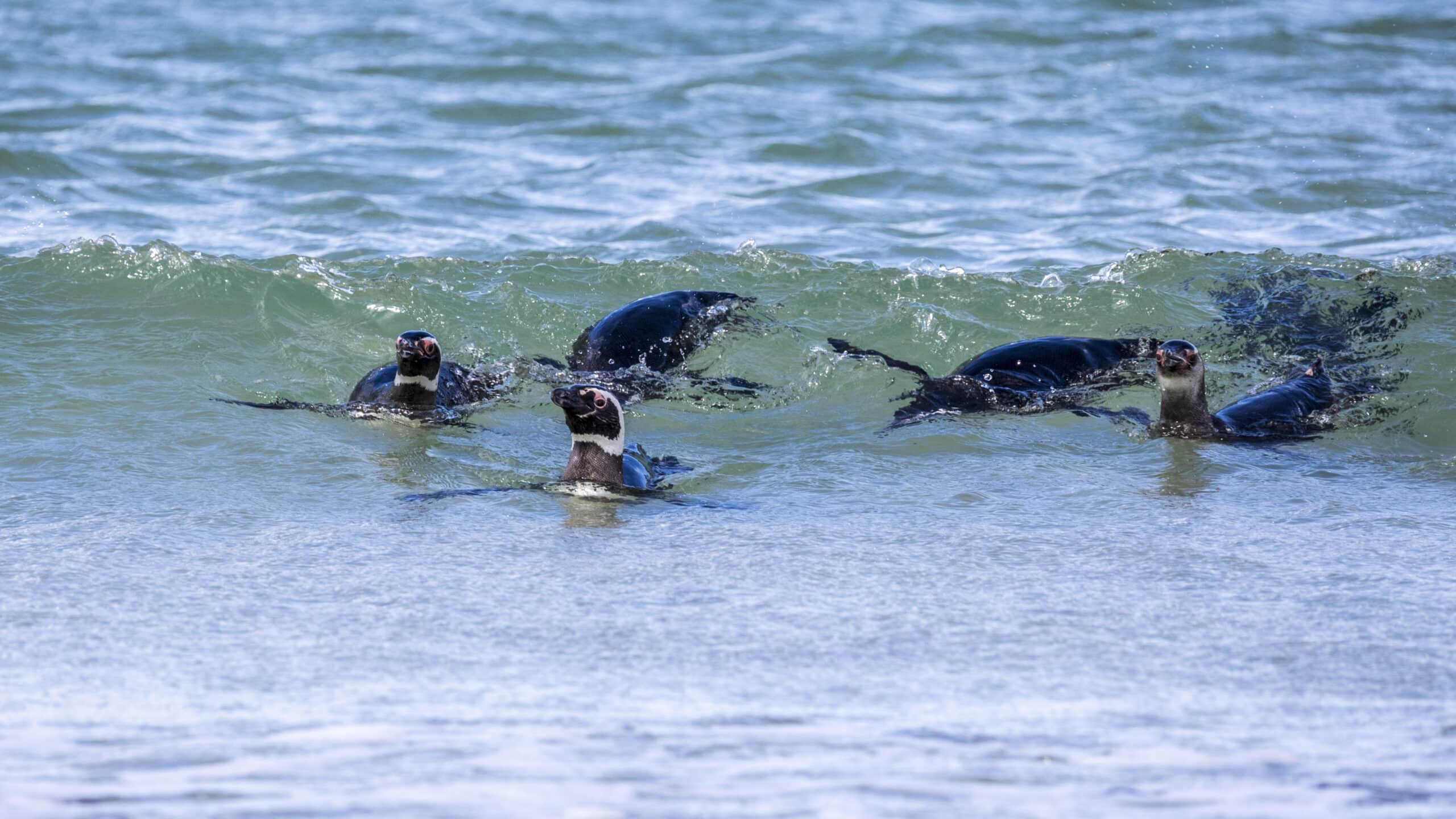 fal 2017 saunders island, falkland islands magellanic penguins (spheniscus magellanicus) 05 fal 2017 saunders island, falkland islands magellanic penguins (spheniscus magellanicus) 05