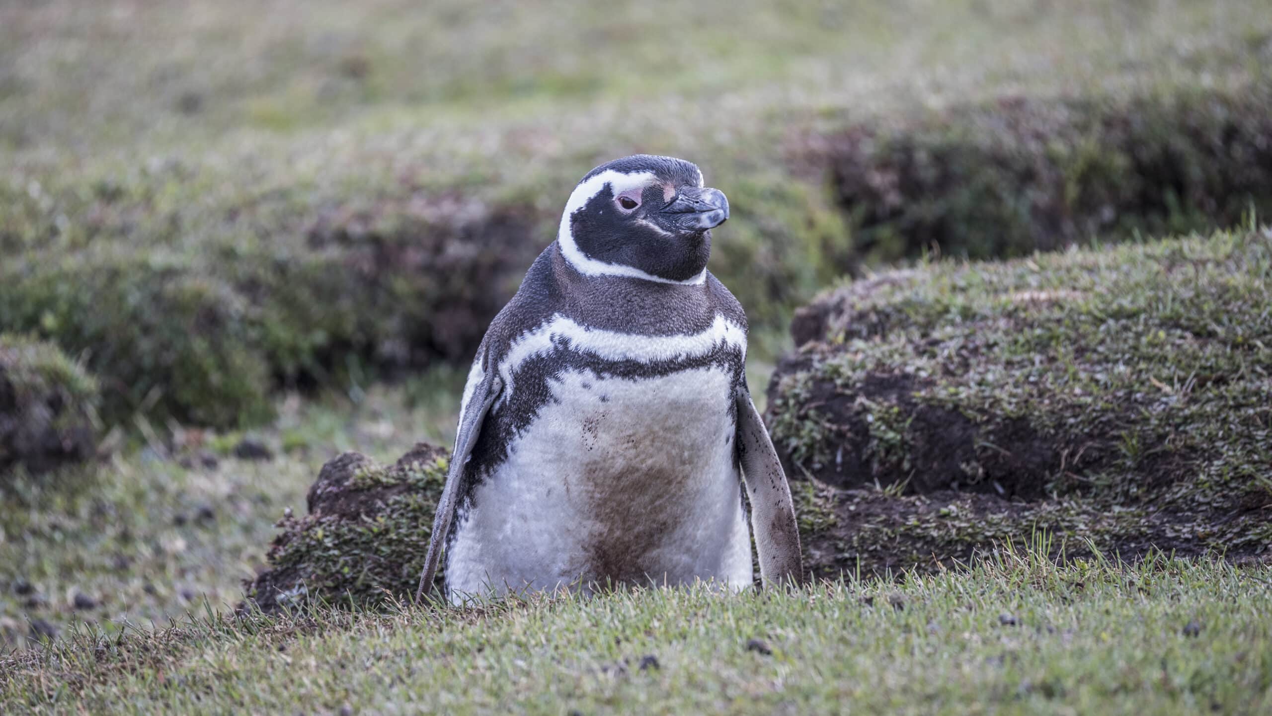 fal 2017 saunders island, falkland islands magellanic penguin (spheniscus magellanicus) 01 fal 2017 saunders island, falkland islands magellanic penguin (spheniscus magellanicus) 01