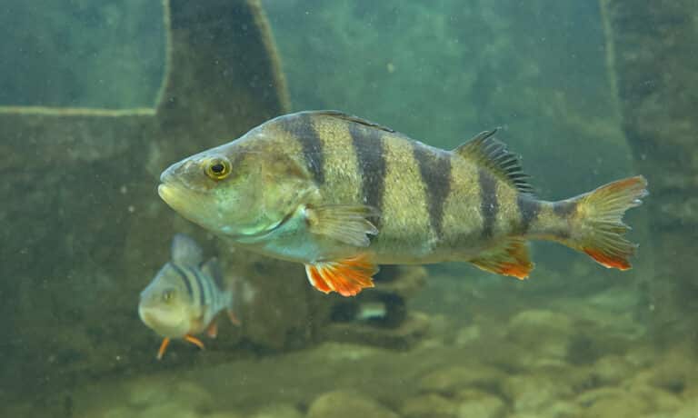 perche franche (perca fluviatilis) perche franche (perca fluviatilis) Perch Fish