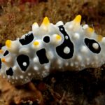 Nudibranch