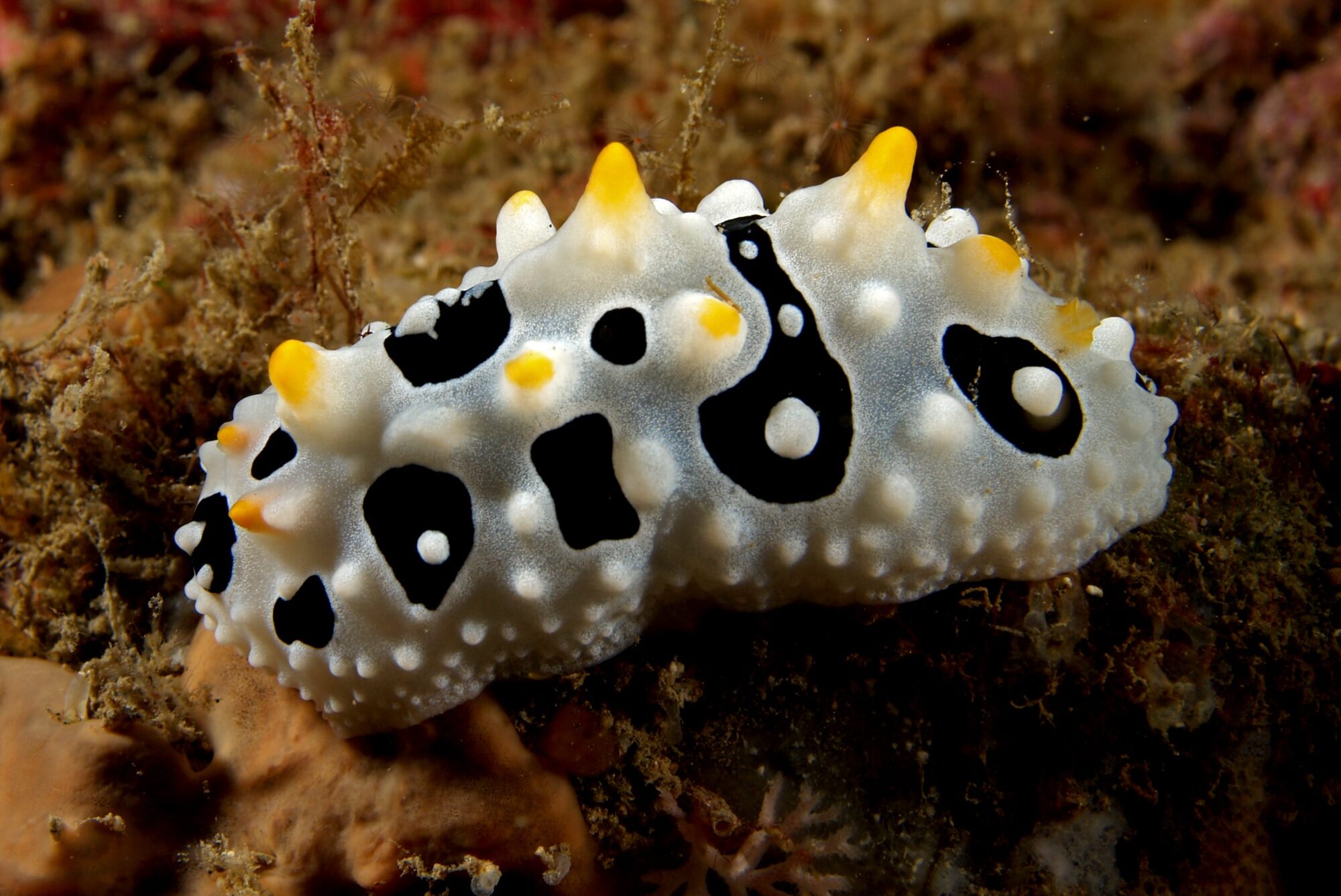 Nudibranch