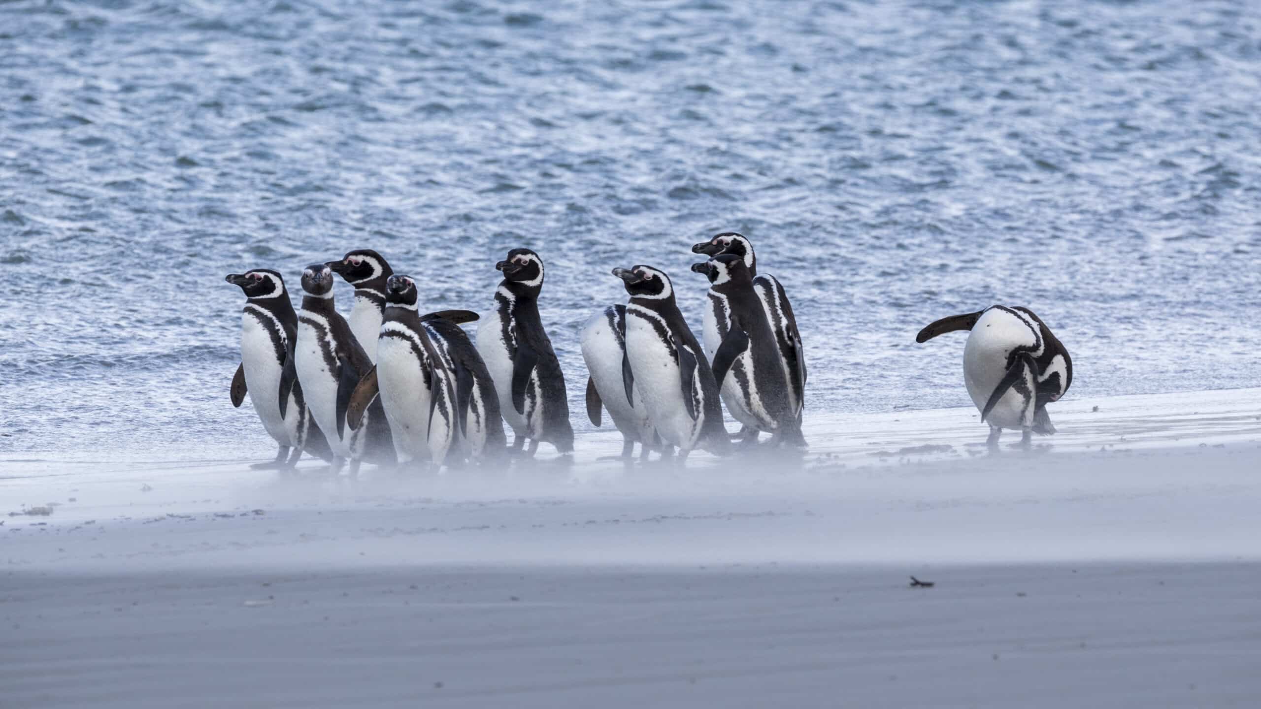 fal 2017 saunders island, falkland islands magellanic penguins (spheniscus magellanicus) 03 fal 2017 saunders island, falkland islands magellanic penguins (spheniscus magellanicus) 03