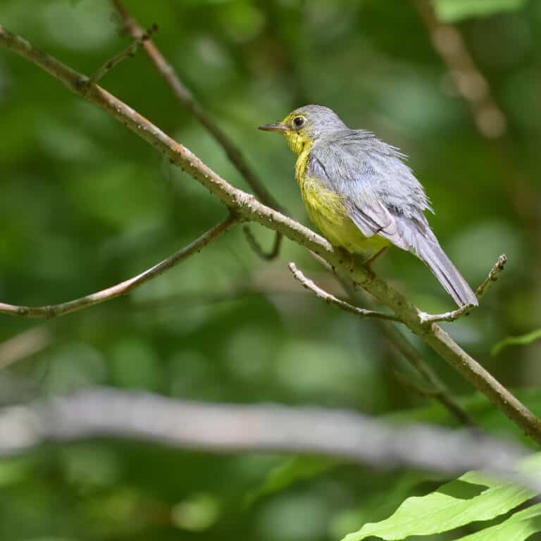canada warbler new germany 5.26.24 dsc 6984 topaz denoiseraw sharpen canada warbler new germany 5.26.24 dsc 6984 topaz denoiseraw sharpen