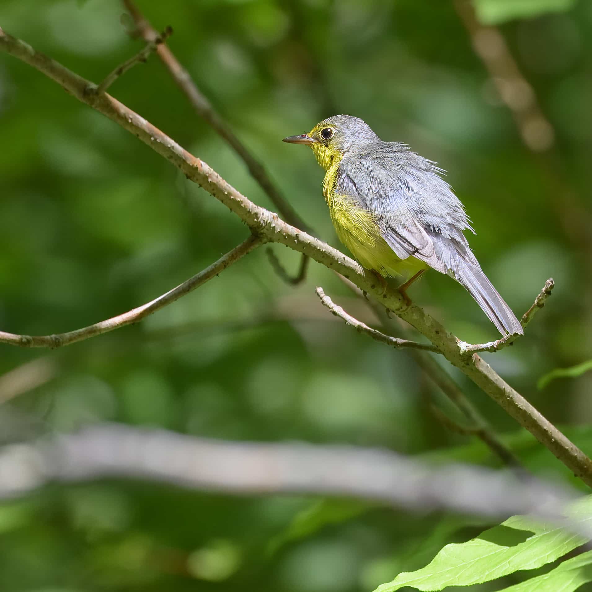 canada warbler new germany 5.26.24 dsc 6984 topaz denoiseraw sharpen canada warbler new germany 5.26.24 dsc 6984 topaz denoiseraw sharpen