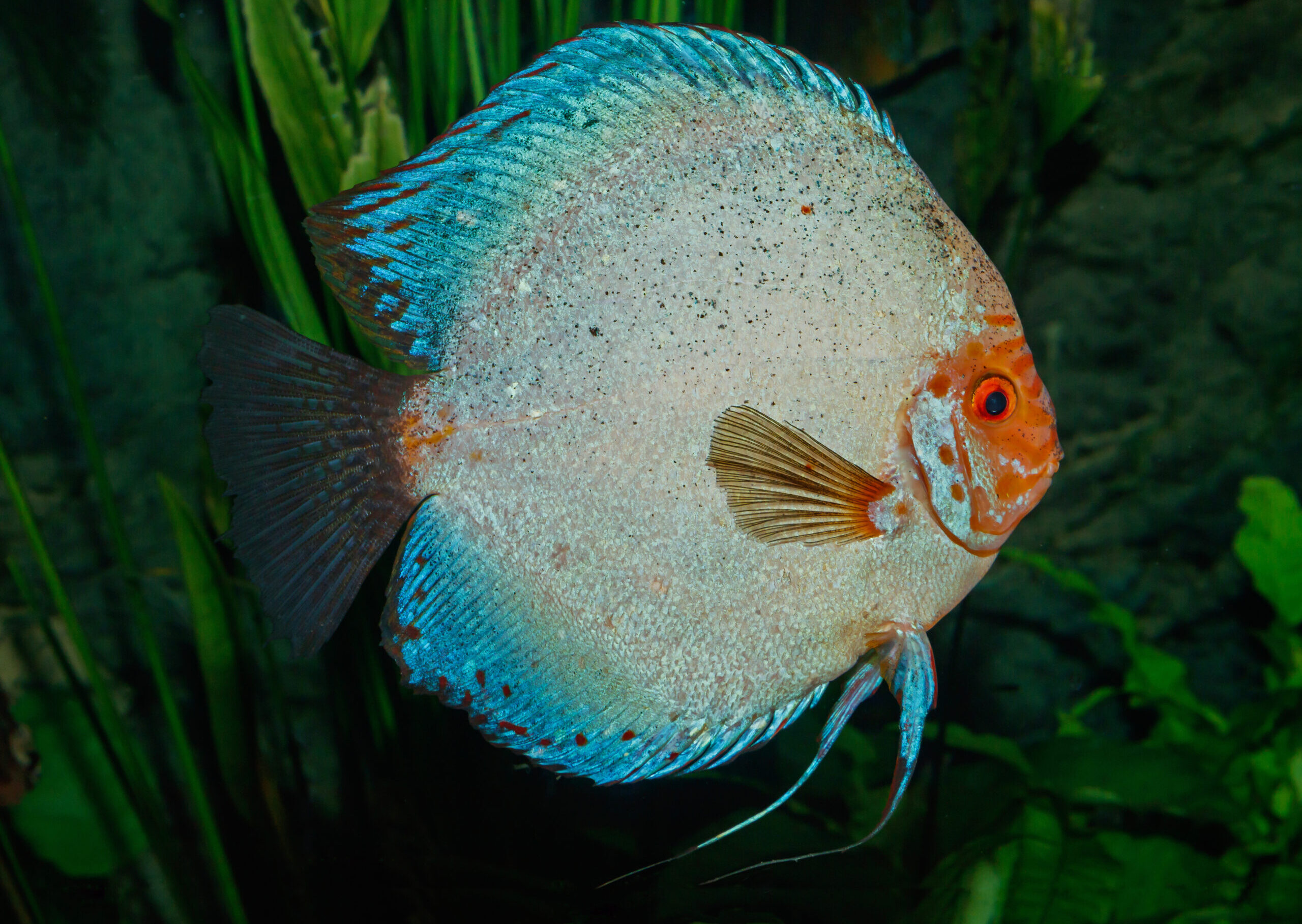 symphysodon aequifasciatus karlsruhe zoo 03 symphysodon aequifasciatus karlsruhe zoo 03 Discus