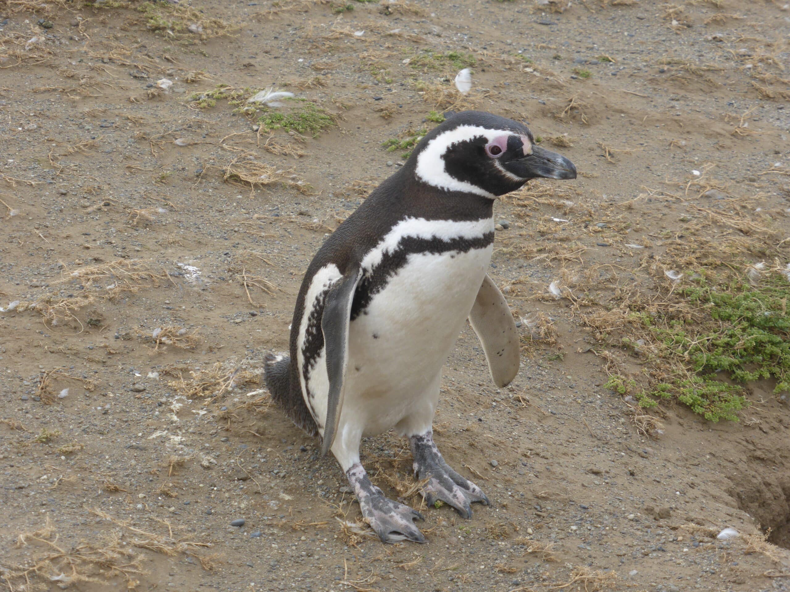 pingüino de magallanes, spheniscus magellanicus, en la isla magdalena, en el estrecho de magallanes, sur de chile pingüino de magallanes, spheniscus magellanicus, en la isla magdalena, en el estrecho de magallanes, sur de chile