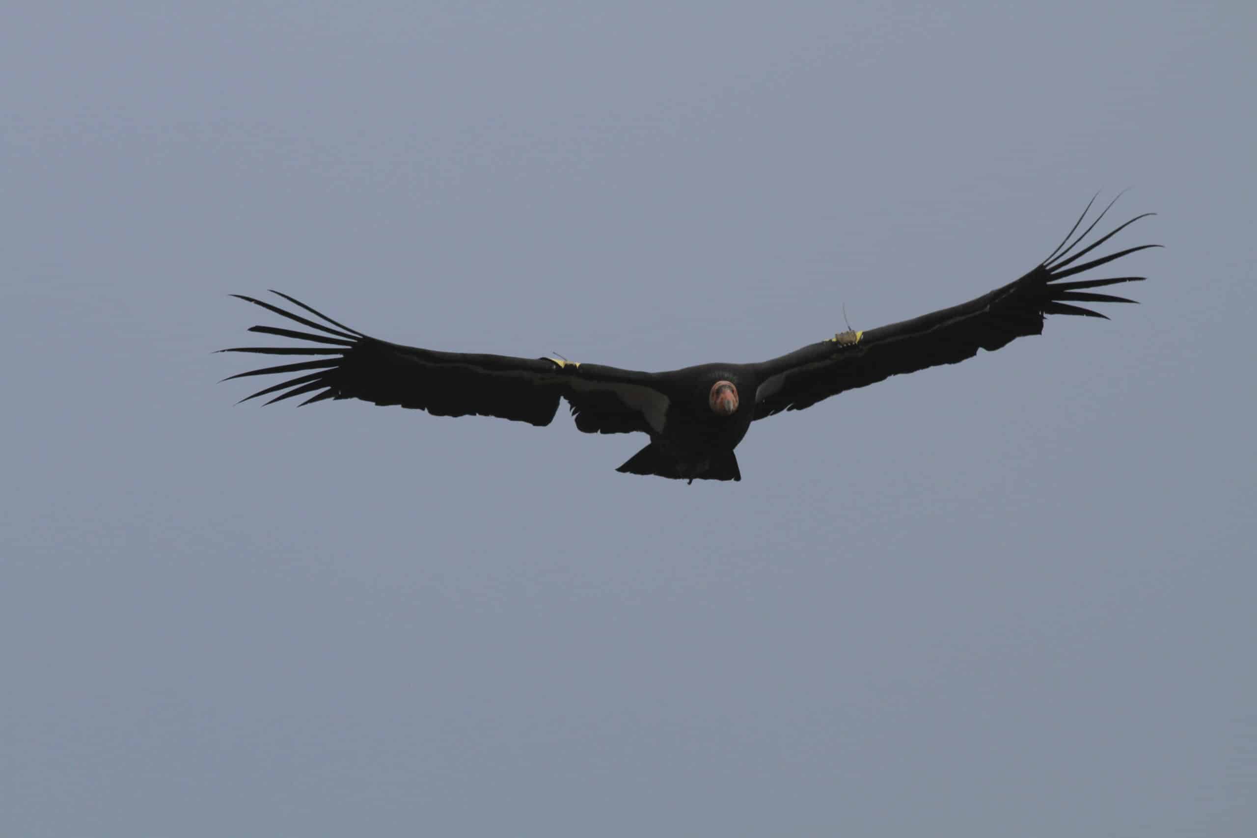 california condor flickr gregthebusker