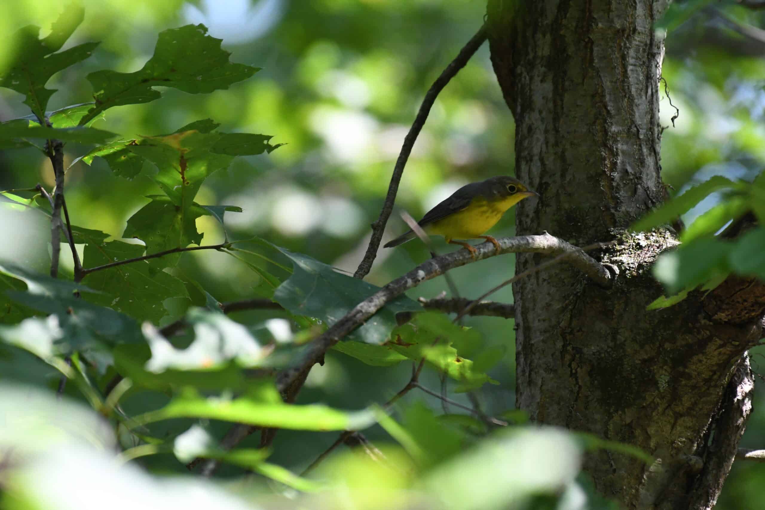 canada warbler patuxent research refuge north tract 9.12.21 dsc 1247 canada warbler patuxent research refuge north tract 9.12.21 dsc 1247